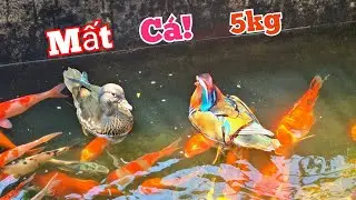 Rắn Đột Nhập Avi Và Sự Mất Tích Của Cá Trắm Khổng Lồ.//Long Đen TV
