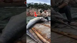 Какая рыба могла укусить такого огромного марлина?