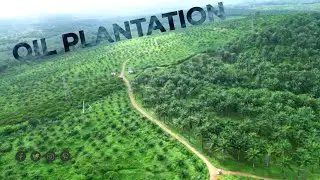 Oil Palm| Captivating Drone Views of Oil Palm Estate Chithara