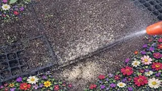 APA YANG TERJADI DENGAN benih cabai setelah kira kira 2 seminggu ditanam
