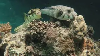 Das Wei&szlig;flecken-Kugelfische-Spa