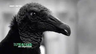 #LosAnimalesMeImportan - El papel de los gallinazos en nuestro ecosistema.