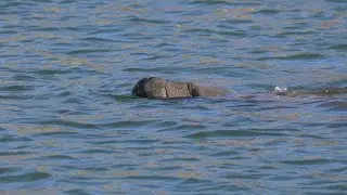Keep your distance': Virginia aquarium warns residents after multiple manatee sightings