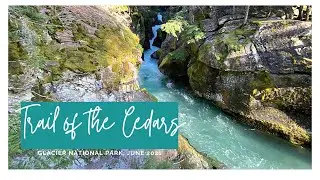 Trail of the Cedars - The most beautiful hike at Glacier National Park!