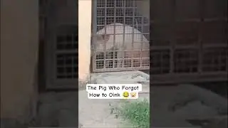 The Pig Who Forgot How to Oink 😂🐷| Funniest Pig Sounds Ever!#funnyshorts #trending#youtubeshorts
