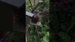 Pine Marten. Getting a closer look!        #irishwildlife #nature #shortswithcamilla
