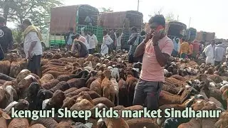 Sindhanur Sheep kids market
