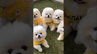 teacup dog breeds / teacup puppies #cute #cuteanimals #puppy #dog #animals #barkingbliss #pomeranian
