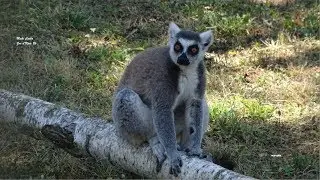 Le Maki Catta, le Lémurien le plus emblématique de l'Ile de Madagascar  -  Zoo d'Upie  - France