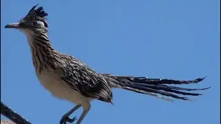 Greater Roadrunner Bird Cooing, Tail Wagging
