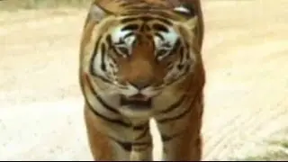 Save Our Tigers campaign (Year 1)