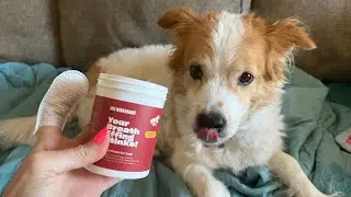 OH NORMAN! Dog Dental Wipes for Dogs - Finger Brushing His Teeth