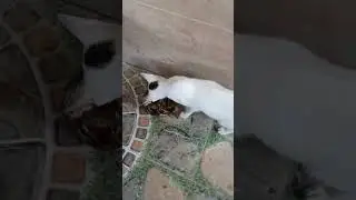 The White Cat Eating Fish Bone #the #white #cat #eating #fish #bone #shortsviral