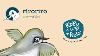 Day 70: riroriro - grey warbler