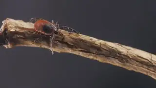Experts push tick checks as 'nymph' ticks are out for blood