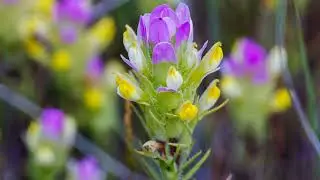 Thin leaved Owl Clover - Colorful June Wildflower