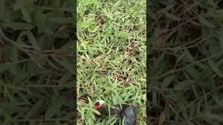 Primeira taraira no ratinho