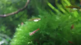 Drobnotka Nadobna -  Neoheterandria Elegans - rybka do nanoakwarium. Domowy sklepik Akwarystyczny