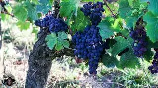 A Wine Gift For You