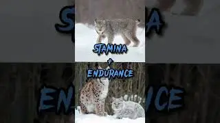 Canadian Lynx VS Eurasian Lynx #shorts #animals #wildlife #lynx