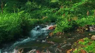 Peaceful River Flowing Through a Quiet Forest – Gentle Nature Sounds for Deep Sleep and Study Focus
