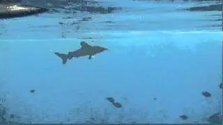 Longimanus,white tip-oceanic shark