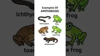 Amphibians 🐸 | Examples: Ichthyophis, Frog, Toad, Tree Frog & Salamander #Biology #Animals