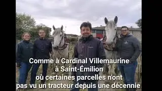 Le labour &agrave; cheval, la sp&eacute;cialit&eacute; de Cheval des vignes
