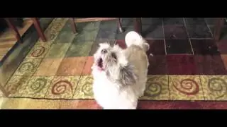 Meet Cody The Screaming Dog (Chipmunk Speed Edition)