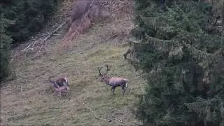 Boncanitul cerbilor &icirc;n Țara Dornelor, octombrie 2018 - video de Rey Adrian-Radu