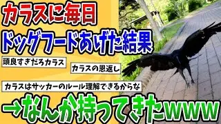 【2ch動物スレ】カラスに毎日ドッグフードあげた結果