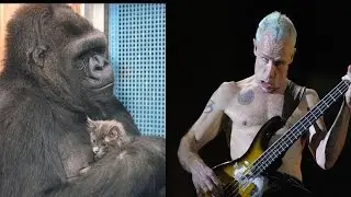 Koko The Gorilla Meets Flea The Musician! | What&rsquo;s Trending Now