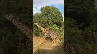 Majestic Giants in Battle | Male Giraffes Fighting for Dominance in the Wild