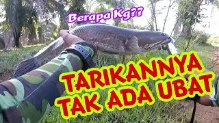 TARIKAN PADU SIMEGA | CASTING HARUAN SAIZ MEGA | SHIMANO CAIUS 151HG | AIK DRAG CLICKER