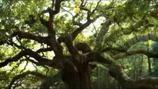 King of Trees by Cat Stevens