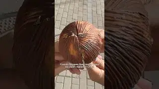 I tried the most UNIQUE ice cream in China 🇨🇳🥥