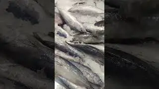 #fishday 🐟🐠
