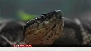 BBC World News - Snake venom covid cure hope