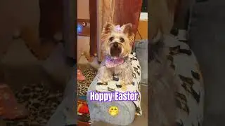 #babygirl #yorkie #dogtalk #cutedog #dog #lol #cute #easter #happyeaster #imout #pft