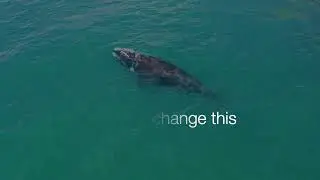 Song - Hear The Call (Of The Whale)