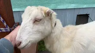 Goat injury