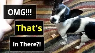 BarkBox April 2018