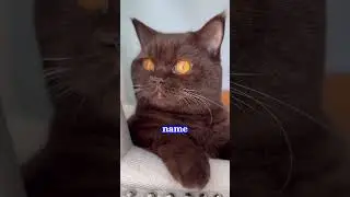 Hi nugget #funny #catlover #pets #kitten #mikaandmocha #name #brown #cat
