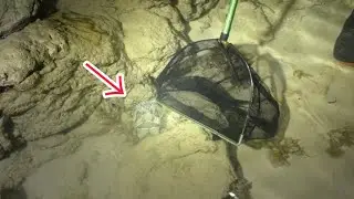 西表島の海でガサガサしてたらまさかの生物を捕獲した