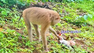 So pity...Little baby monkey Sacky falls down on land that mom Sahsa can't help.