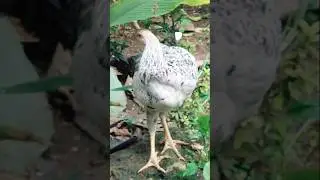 Umagang masigla       #music #viral #trending #shorts