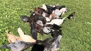 Feeding Time Chaos: Wyandotte Chases Sebright | Chicken Breed Facts