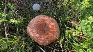 Lactarius deliciosus (Рыжик настоящий, Рыжик сосновый), October 24, 2021