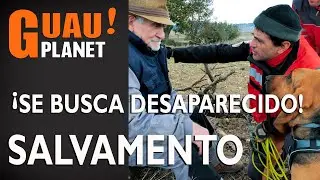Una  Perra de San Huberto 