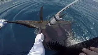 Billfish Conservation Project 2021 ver. 3